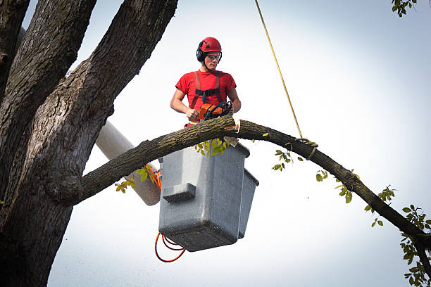 Tree Branch Trimming